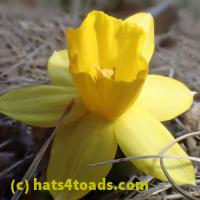 /home//u458753944/public_html/sourcegallery//Roxborough Toad Detour/2013-2019/2018/2018-04-13/P4130002.JPG